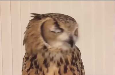 ? Have you ever heard an owl sneeze?