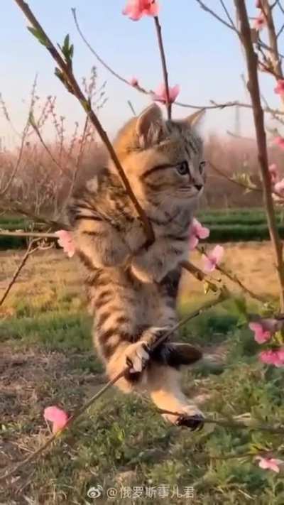 That's What I Call " Hanging Onto Spring "