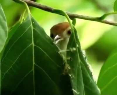 ? Mother bird uses her beak to 'sew' a canopy out of leaves to protect her eggs.