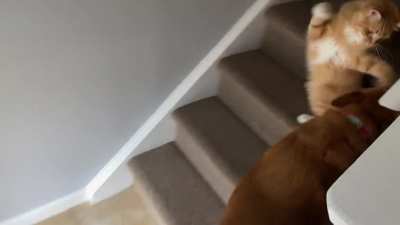 He always has to “hug” the dog on her way up the stairs
