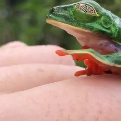 ? Red-eyed tree frog opening its eyes