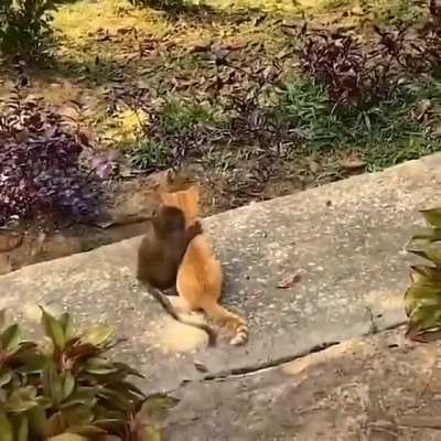Baby monkey &amp; cat being Bros..