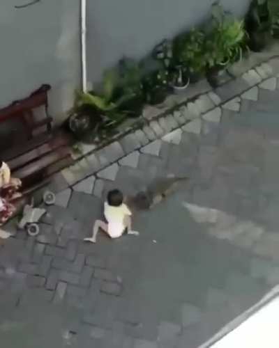 Monkey ? on a scooter ? attacks a girl.