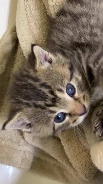Saved a teenie tiny baby from my townhome community ??