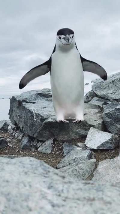 ? Slow-Mo Pingo ?