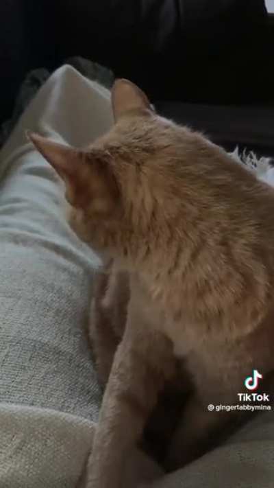 He’s so angry it’s cute.