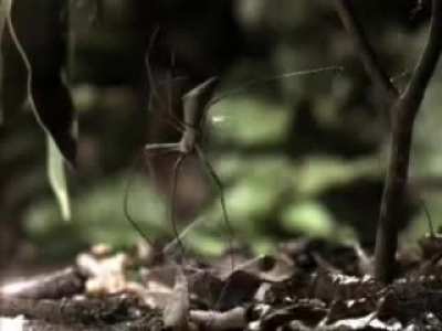 ? Gladiator Spider hunting technique ?