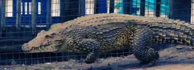 ? Never knew Crocodiles could gallop.