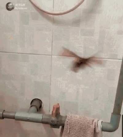 bug