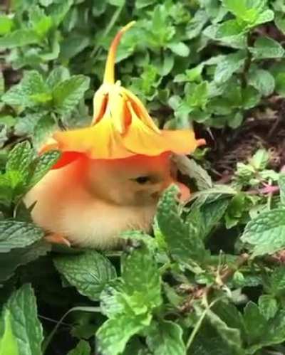 Little duckling wearing a flower as Hat ?