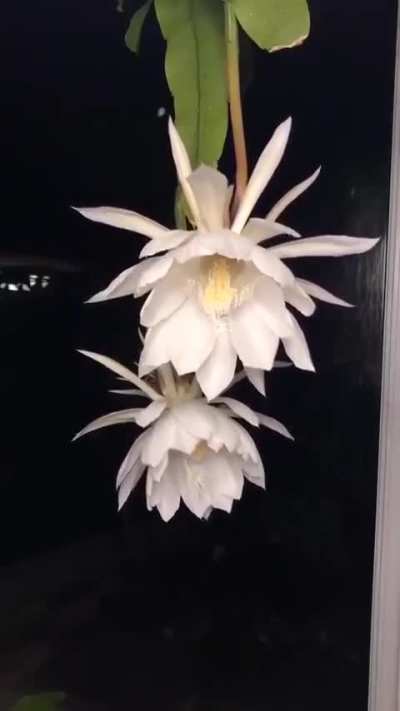 This flower is called "Queen of the Night." It blossoms only at night and only one night a year.