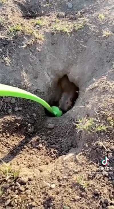 helping a gopher dig a tunnel ?