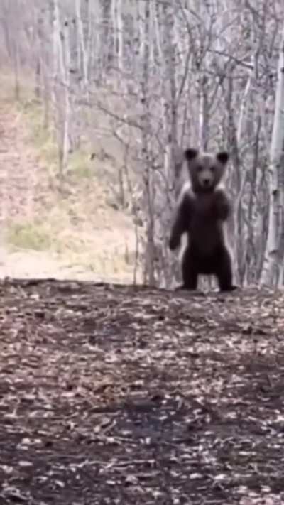 A terrifying display of intimidation
