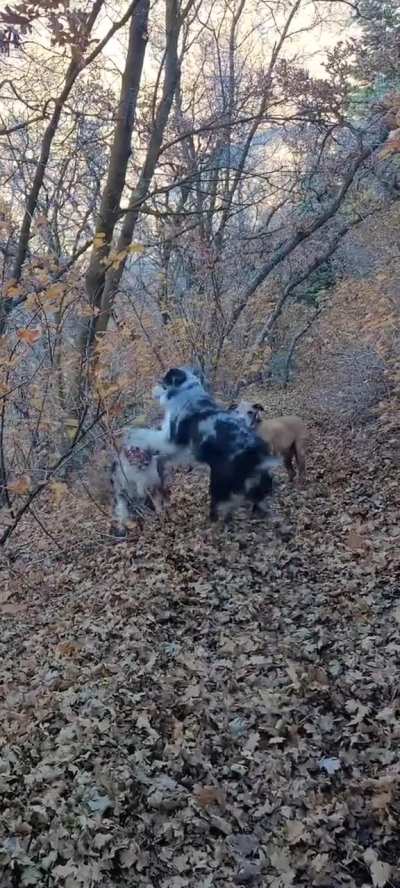 Crazy doggies ?