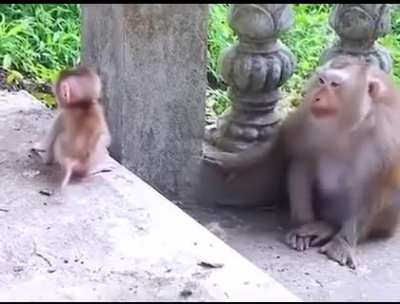? This momma monkey making faces at her little one to entertain them ?