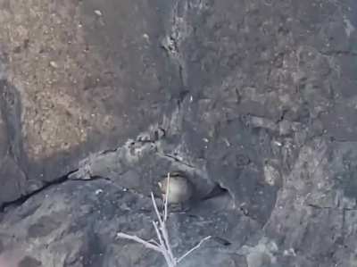 curioussmolbirb