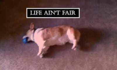 Corgi Runs out of Gas