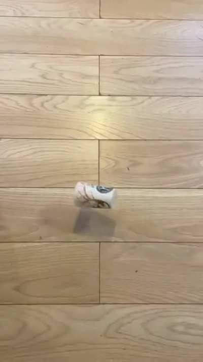 Why cats drop things. ?