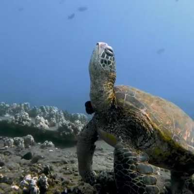 ? Big Sea Turtle Having A Nap ?