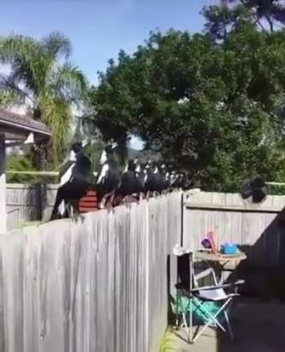 ? Witchcraft summoning in the making ?