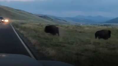 ? This bison ramming the shit out of another bison