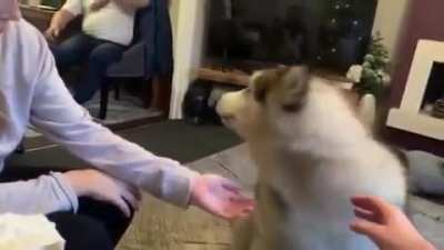 Dont woof