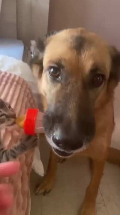 Dog holds bottle for cat who is eating