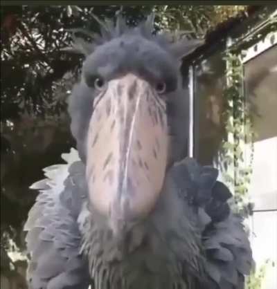 ? I refuse to believe that Shoebills are real ?