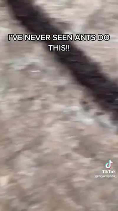 Insane line of ants ??????
