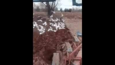 Mine, mine, mine!