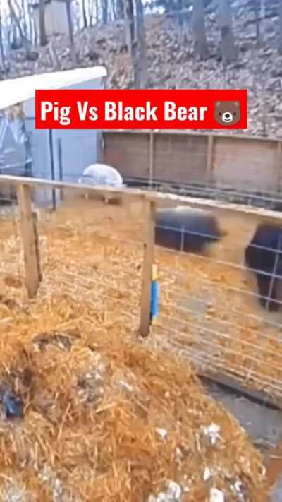 to fuck with a pig