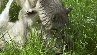 ? Grey Wolf asserting dominance over its pack mate