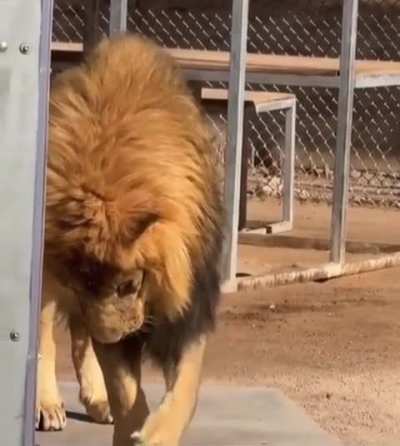 Lion trying to eat lettuce