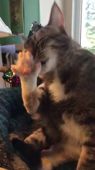 Toe Bean Crunch