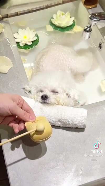 This dog lives a better life than the 99%