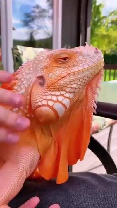 ? How lit is this Albino Super Crimson Igauna
