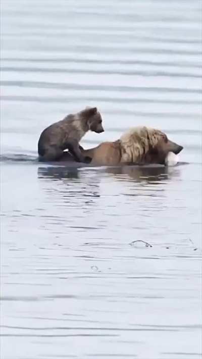 ? The cub cuddles the back of her mother as she hunts for the fish in the river..