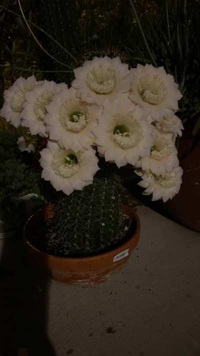 ?One of my cacti bloomed last night.