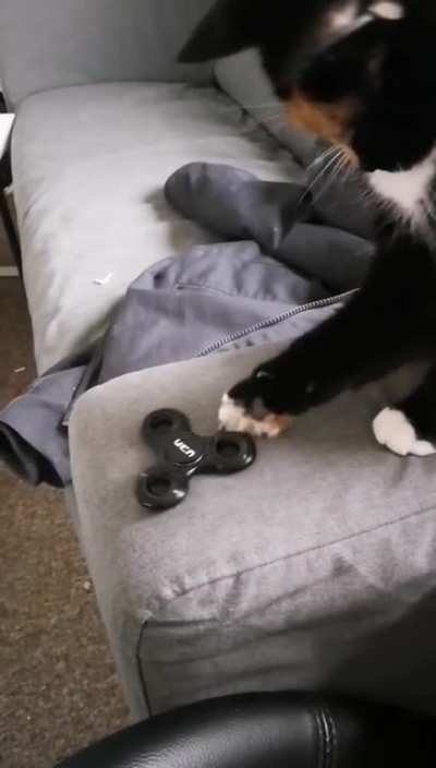 My cat learning to use a fidget spinner ?