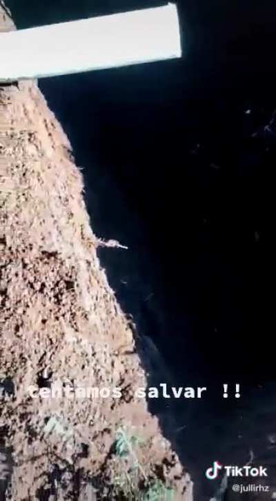 To rescue a rodent