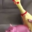 Shaking bacon