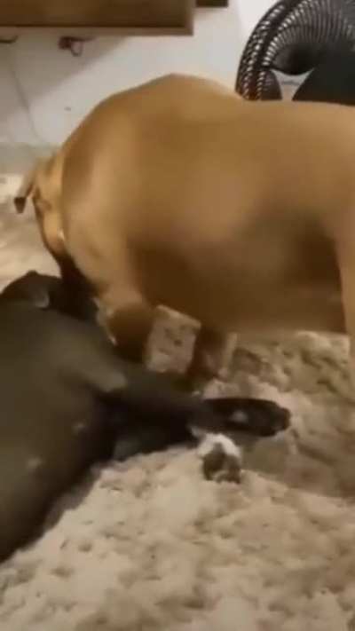 Confused big doggo checking on his bro if he is O.K. See the expression of black dog.?