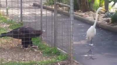 ? Egret tries to steal from an eagle ?