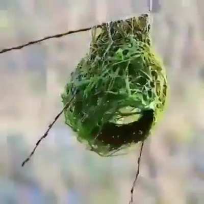? Timelapse of a bird making its nest. These things are living 3D printers