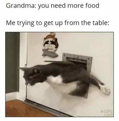 Chonky cat