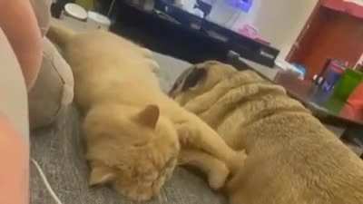 Cat Massager, working hard but no money ??