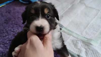 There's always the one puppy...