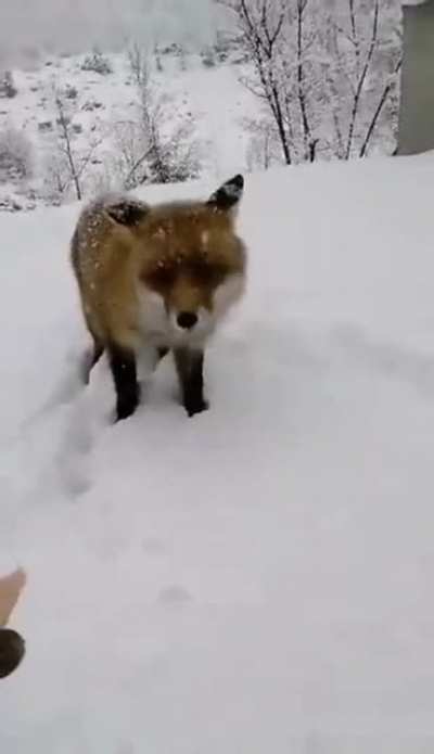 So much for gaining fox’s trust...