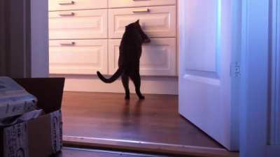 Burglar cat is caught on camera! No cabinet is safe with him! ??