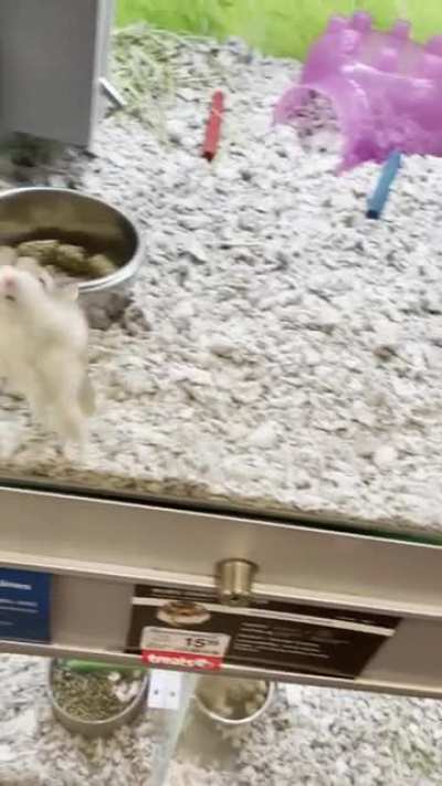 Hyped up hamster